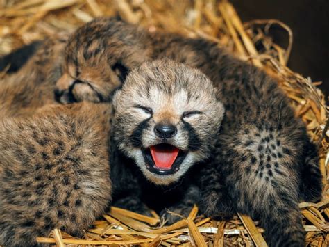 Cheetah ‘adopts’ other mother’s cubs at Dutch zoo - DutchNews.nl