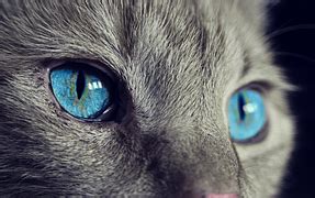 Mignon Mammifères Cat - Photo gratuite sur Pixabay