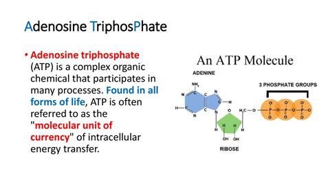 The structure and function of ATP. The formation of ATP in the aerobic and anaerobic respiration ...