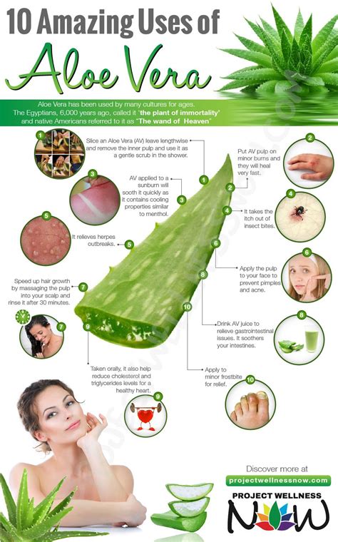 10 AMAZING USES OF ALOE VERA - Project Wellness Now | Ervas medicinais, Produtos para crescer ...