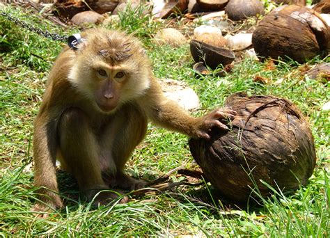 UK supermarkets ban sale of coconut products picked by monkeys