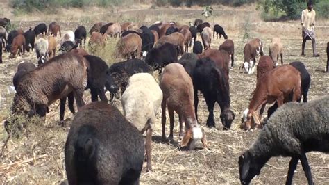 Sheep farming in India : the traditional method - YouTube