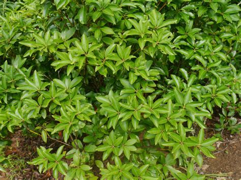 How to tell these evergreen plants apart? | Identify that Plant