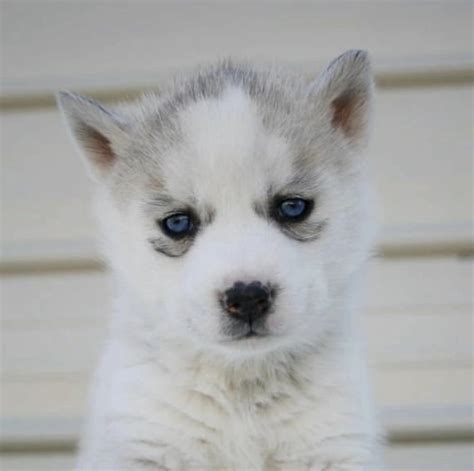 Husky puppies for sale/Husky puppies for sale near me