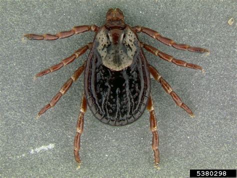 American dog tick (Dermacentor variabilis)