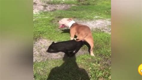 Amazing Dog meeting pig - Funny dog and pig playing - Funny animals ...