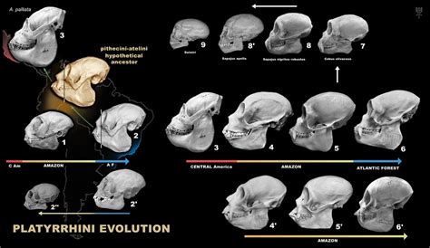 Platyrrhini Evolution I | Esta é uma publicação original de … | Flickr