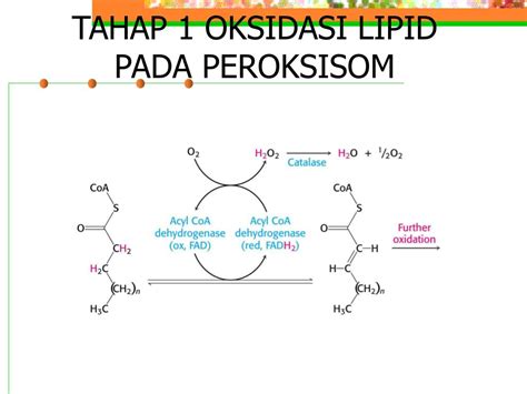 PPT - Beta oksidasi dari asam lemak PowerPoint Presentation, free download - ID:4923116