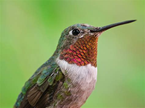 Gordon's Birding Adventures: Hummingbirds in Arizona