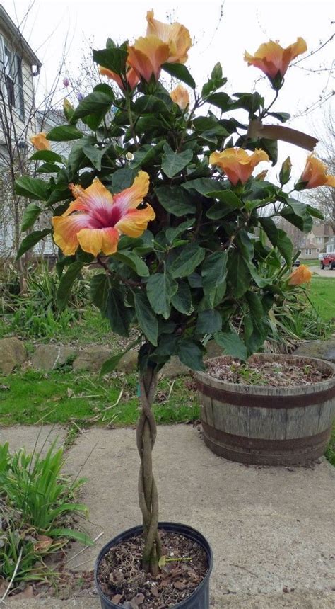 Braided Hibiscus Care – How To Form A Hibiscus Braided Tree # ...