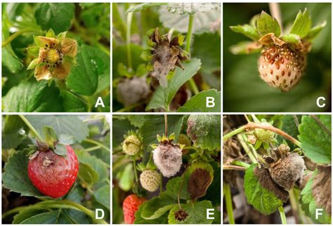 Symptoms of Botrytis cinerea infections in strawberry. Panel A shows a ...