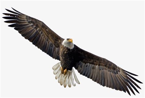 Soaring Eagle Transparent Png - Soaring Eagle Png Transparent PNG ...