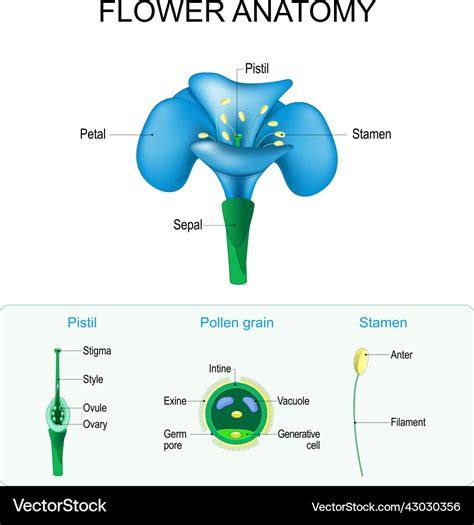 Draw A Well Labelled Diagram Of L S Of A Pistil Of A Flower Showing Th ...