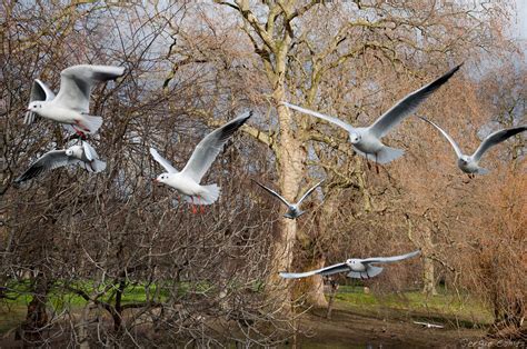 Birds in St James's Park | Sergio Gomez. | Flickr