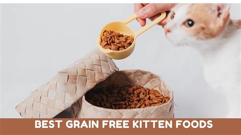 Best Grain Free Kitten Foods Reviews 2021 - Kitten Passion