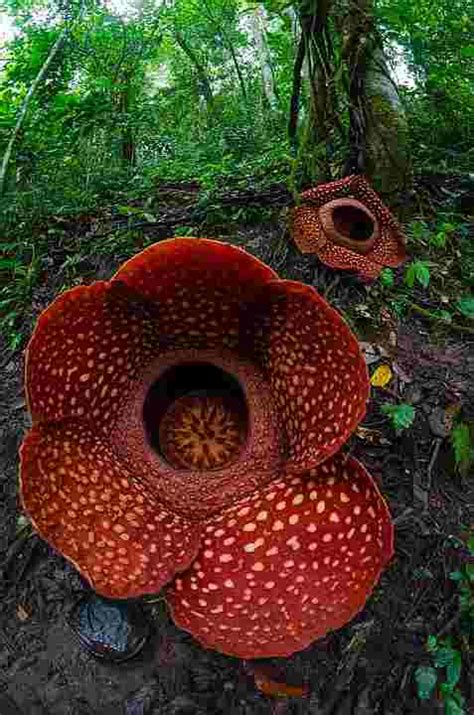 Bunga Rafflesia Arnoldi: Sejarah, Habitat dan Keistimewaannya