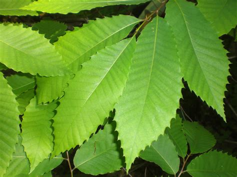 Tom's Trees: American Chestnut (Castanea denata)