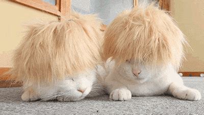 Time For A Hair Cut GIF - Kitten Cat Hair - Discover & Share GIFs