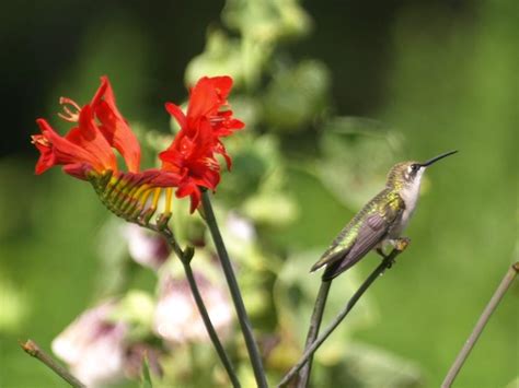 Crocosmias: Plant Care and Collection of Varieties - Garden.org