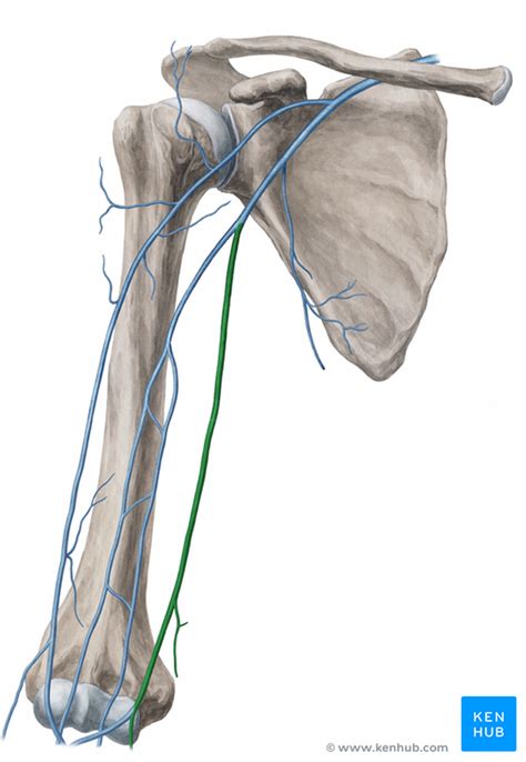 Basilic Vein - Anatomy and Tributaries | Kenhub