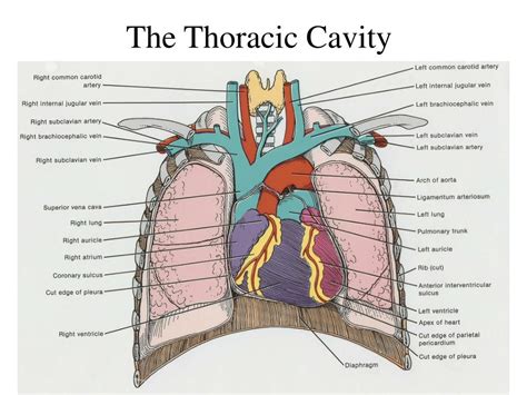 Fetal Pig Abdominal Cavity Diagram