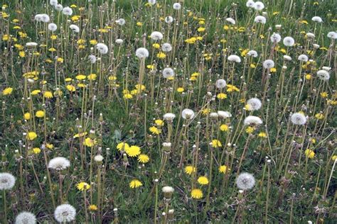 Dandelion Flower Meaning And Symbolism - Interesting Facts | Florgeous