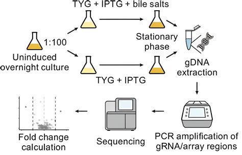 New findings on Bacteroides thetaiotaomicron physiology under bile stress