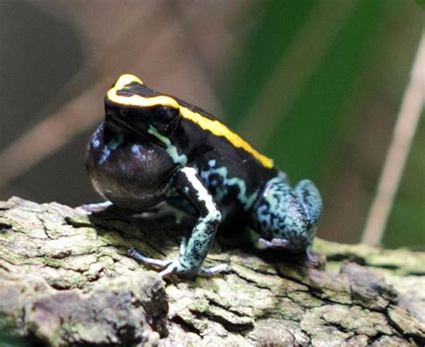 Dendrobatidae - poison frogs | Wildlife Journal Junior