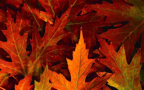 Fall Foliage Wallpapers For Desktop - Wallpaper Cave