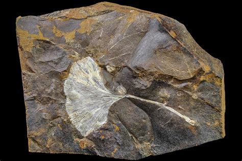 3.2" Paleocene, Fossil Ginkgo Leaf - North Dakota (#161650) For Sale - FossilEra.com