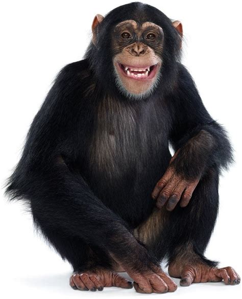 Like Humans, Apes Are Susceptible to Spin - Scientific American