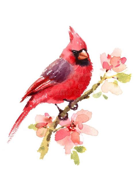 Cardinal Red Bird on branch with Flowers Watercolor Illustration Hand ...