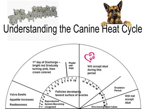 Understanding the Canine Heat Cycle - arwenoftheunegawaya