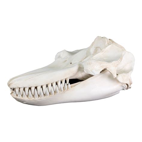 Replica Killer Whale Skull For Sale – Skulls Unlimited International, Inc.