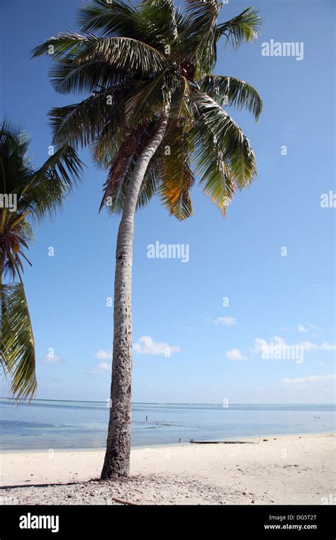 Coconut tree on the beach in the Maldives Stock Photo - Alamy