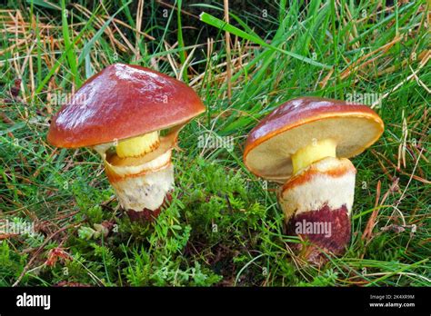 Suillus luteus (slippery jack) is a bolete fungus native to Eurasia. It ...