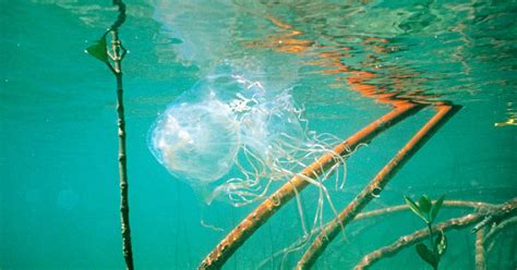 Box Jellyfish Sting: Emergency First Aid, Side Effects, and Symptoms