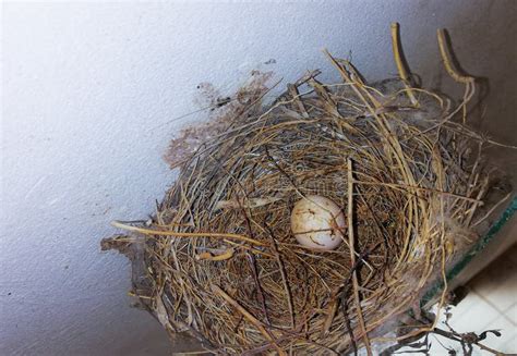 Nest Bulbul Tree Bird Chick Stock Image - Image of tree, bird: 152489845