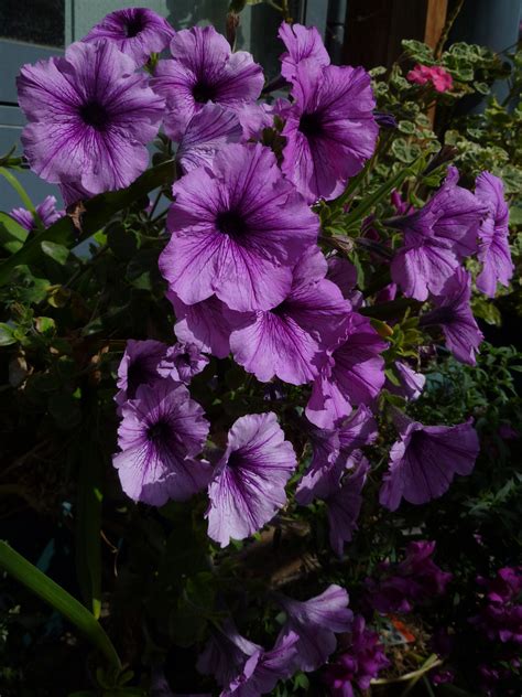 purple petunias | Purple petunias, Petunias, Purple pages