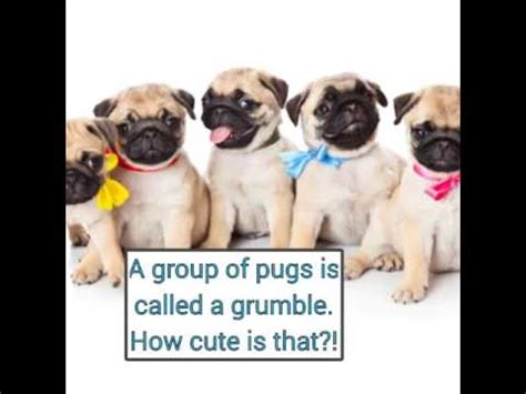 Pug facts! - YouTube