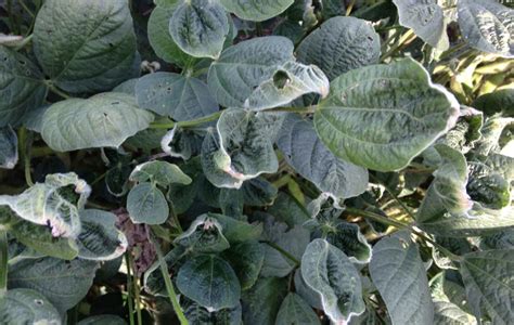 Dicamba herbicide drift damaging thousands of acres of crops—again | The Organic & Non-GMO Report