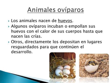 Animales OVÍPAROS: definición y características - ¡RESUMEN + IMÁGENES!