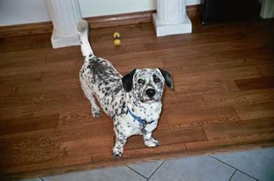 What Can Dog Owners Really Expect From A Corgi Dalmatian Mix?