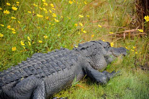 Okefenokee National Wildlife Refuge: A Visit to the Swamp