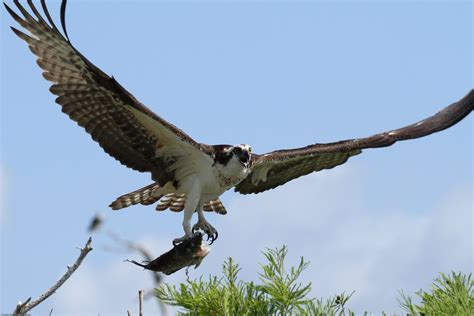 Wings & Wildflowers: Osprey - Birds of Prey