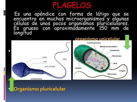 Flagelos y cilios