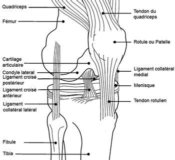 Articulation du genou | Anatomy of the knee, Anatomy, Physical therapy