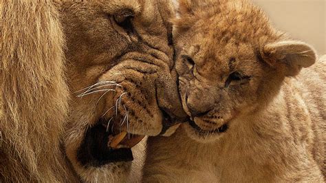 Lion Mother Cub, HD Animals, 4k Wallpapers, Images, Backgrounds, Photos and Pictures