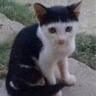 sad kitty with bangs