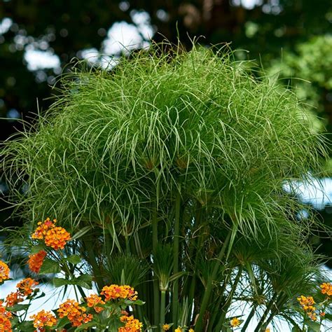 Cyperus papyrus King Tut® | White Flower Farm